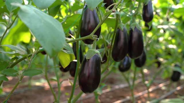 Farmers harvesting eggplant in eggplant greenhouse, close up view, 4K video
