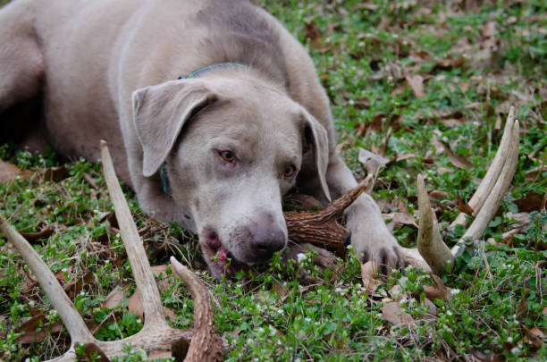 Shed hunting with a Labrador retriever finding deer antlers. Fun sport activity of finding dropped buck antlers. Older Lab retriever dog with whitetail buck horns found in the woods. Canine dog having fun outdoors finding and fetching wild deer antler. stock photo