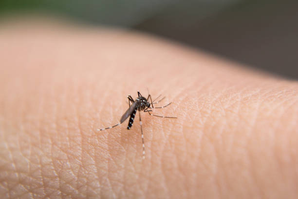 mosquitos que están chupando sangre - mosquito malaria parasite biting insect fotografías e imágenes de stock