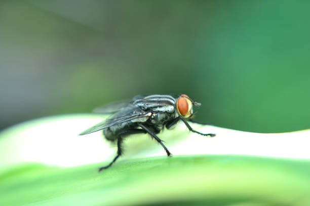 istock Meat flies are called sarcophagidae. 1305568422