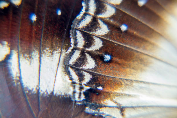 Tailed Judy, Abisara Neophron butterfly