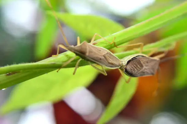 Photo of walang sangit (Leptocorisa acuta) who is currently mating on a tree branch