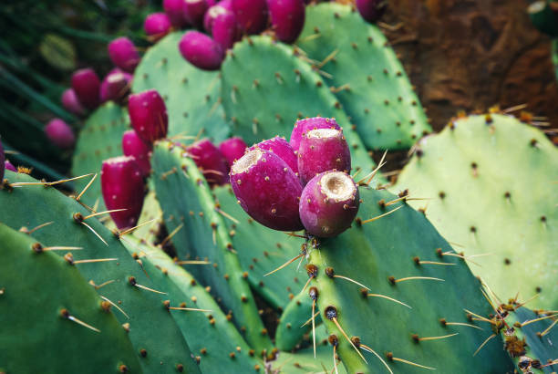 cactus de cowtongue (opuntia engelmannii) se cultivant dans le jardin botanique - prickly pear cactus photos et images de collection