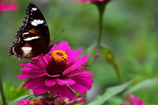 istock Hypolimnas bolina commonly known as eggfly, the great eggfly 1305570838