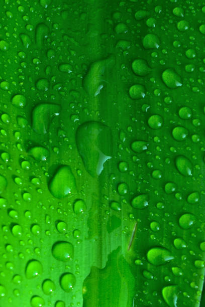 Micro view of droplets of rain water on green leaf and a fly on the wet gree leaf