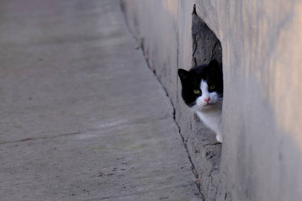 istock black and white tabby street cat 1305571624