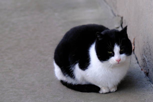 black and white tabby street cat with green eyes portrait close-up