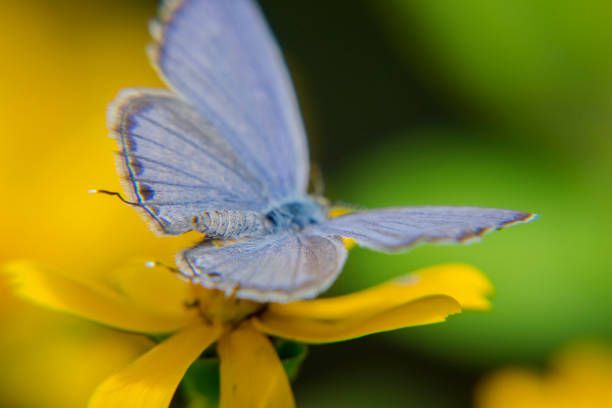 istock Papillon Bleu perched on yellow flower 1305572167