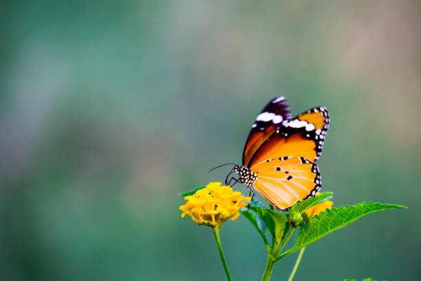 istock Danaus chrysippus, also known as the plain tiger, African queen, or African monarch, Danainae,  is a medium-sized butterfly widespread in Asia, macro shots, butterfly garden. 1305572250