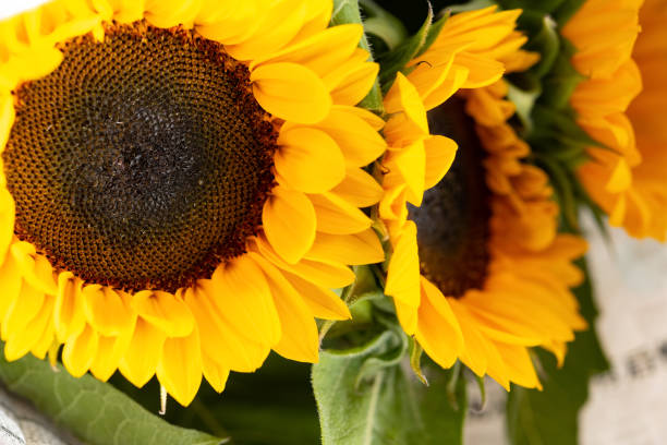 istock blooming sunflowers close up horizontal composition 1305574810