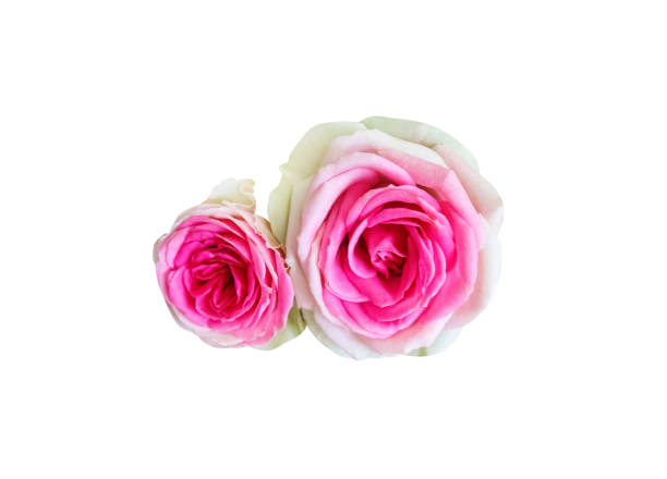 istock Two pink rose flowrs isolated on white background , clipping path 1305574956