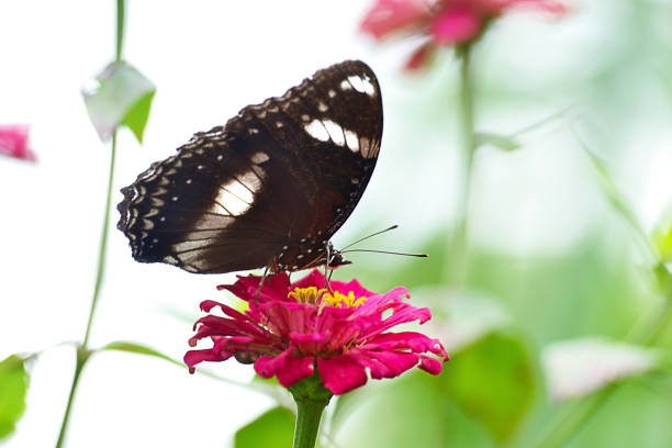 A stock photo of a Butterfly. Photographed using the Canon EOS 5DSR and Canon 100mm f2.8 IS L lens.
