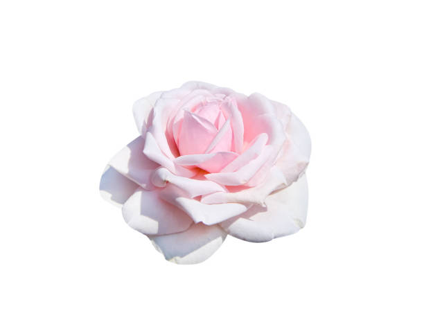 istock Close up rose flower isolated on white background , clipping path 1305575595