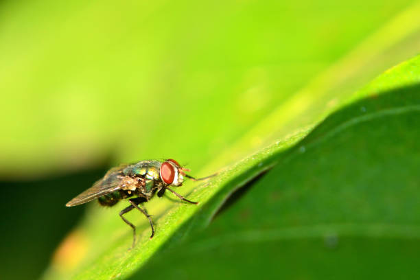 istock Meat flies are called sarcophagidae. 1305575598