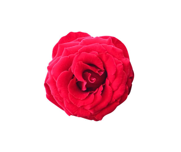 istock Isolated  red rose flowrs on white background , clipping path 1305575619