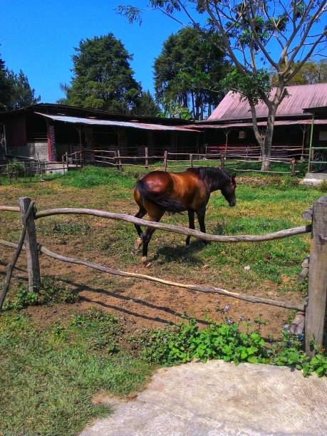 istock Horse in the ranch 1305575798