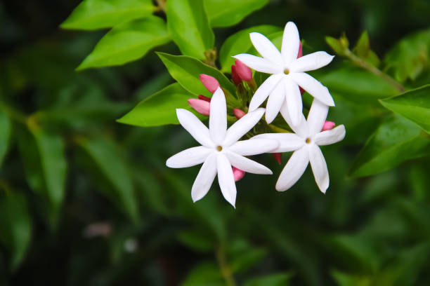 Commom jasmine flowersor jasminum officinale inverleit branch blooming in garden background Commom jasmine flowersor jasminum officinale inverleit branch blooming in garden background jasminum officinale stock pictures, royalty-free photos & images