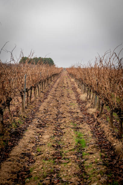 istock vineyards in winter ready to be pruned 1305578491