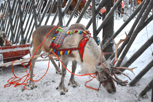 istock Reindeer on the snow mountain 1305579555
