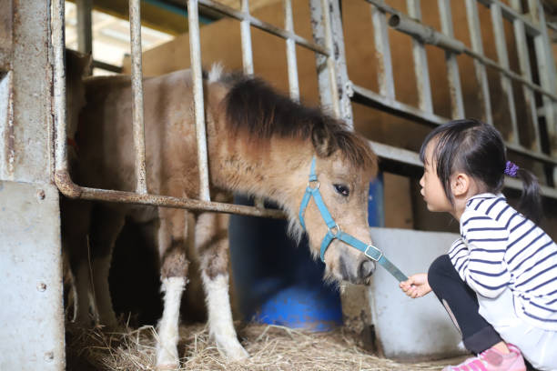 말과 당나귀를 만지고 먹이는 아시아 소녀 - horse child animal feeding 뉴스 사진 이미지