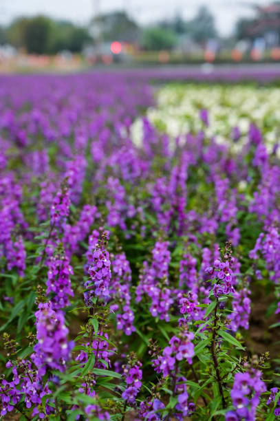 Angelonia salicariifolia flower in the park. angelonia, background, beautiful, beauty, bloom, blooming, blossom, botanical, closeup, delicate, field, flora, floral, flower, garden, goyazensis, green, growth, leisure, natural, nature, ornamental plants, outdoor, park, petal, purple, romantic, spring, summer, tropical, white angelonia stock pictures, royalty-free photos & images