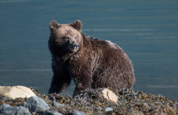 alaska brown niedźwiedź (grizzly) szuka żywności jest rozproszony przez coś - lynn canal zdjęcia i obrazy z banku zdjęć