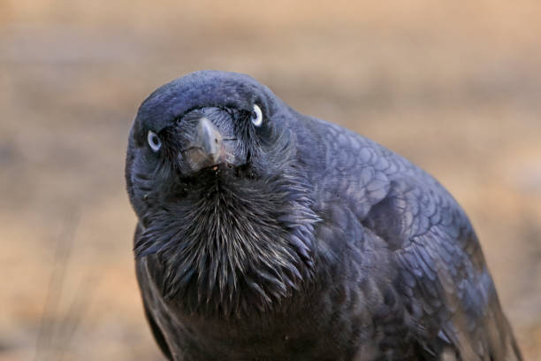 istock Black Raven in the wild 1305586164