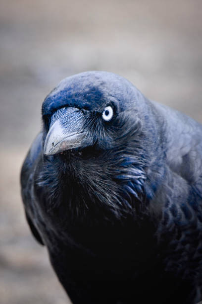 istock Black Raven in the wild 1305586169