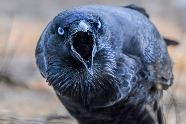 istock Black Raven in the wild 1305586181