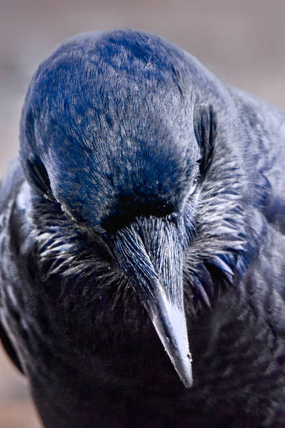 istock Black Raven in the wild 1305586199