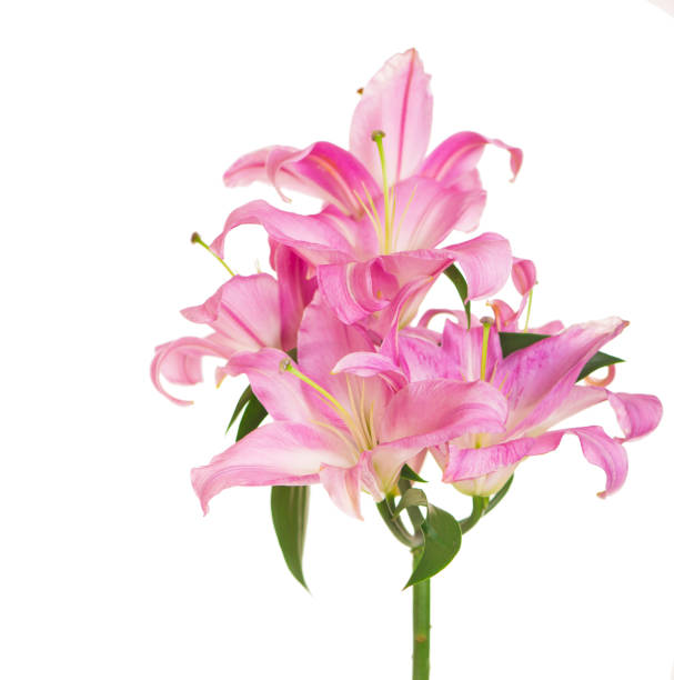 istock beautiful pink lily, isolated on the white 1305588434