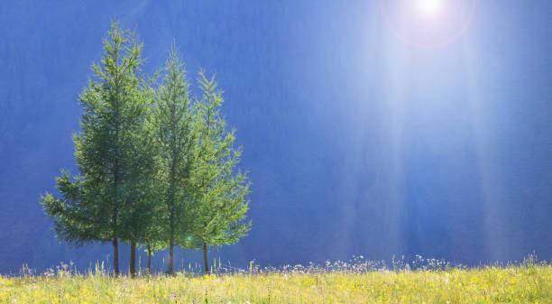 istock Summer landscape, green trees on a blue background and sunrays, natural backgrounds 1305588490