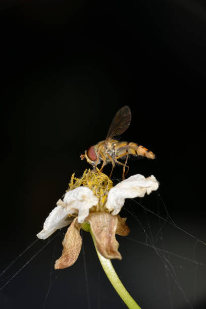 istock A honeybee feeding on yellow flower 1305589490