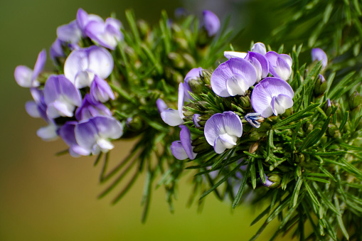Close up of lavender flowers on flowering branch of fountain bush, Psoralea pinnata.