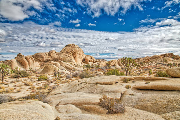 istock Joshua Tree National Park - Joshua Tree, Giant Rocks & Blue Sky 1305590231