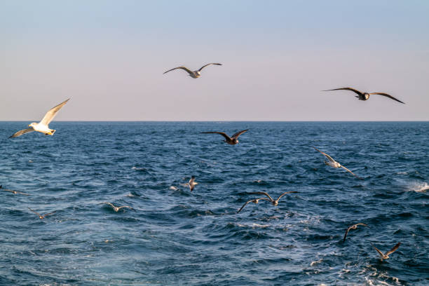 istock Seagulls flying freely over the blue sea. 1305590898