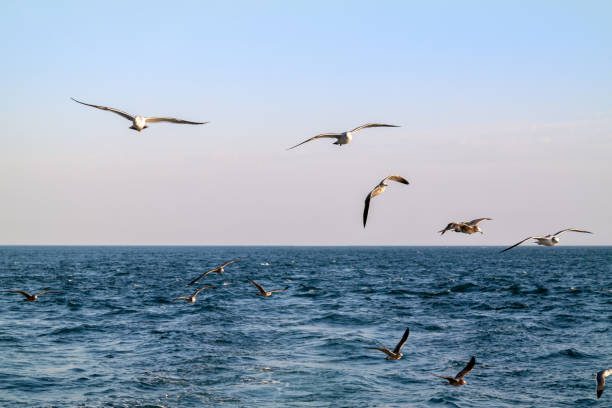 istock Seagulls flying freely over the blue sea. 1305590901