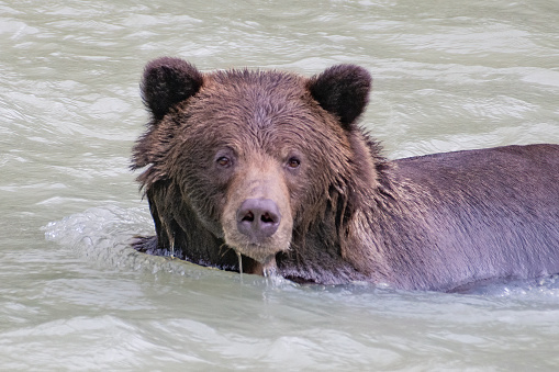 Young Alaskan Brown bear (grizzly appears to be looking for his/her exit from the river into the thick woods. Just as humans try to stay out of the path of bears, bears seem to do the same.