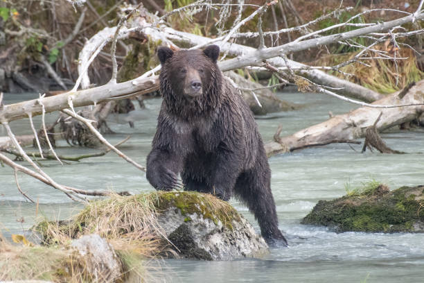 istock Alaska Brown bear (grizzly) looking forward as he climbs on a rock 1305592832