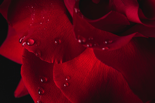 Drops of water cling to rose petal