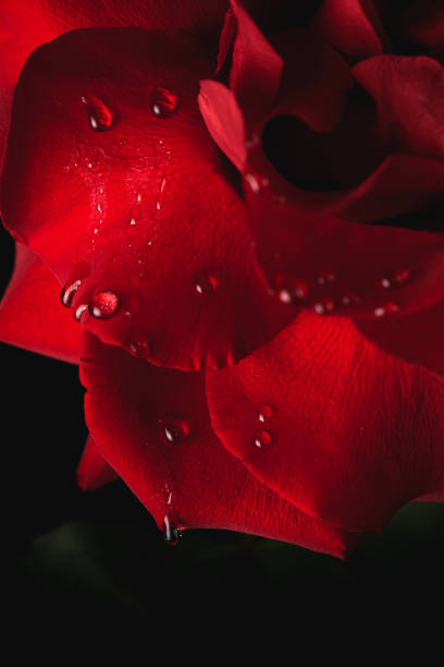 istock Close Up Of Dew Droplets On Red Rose 1305593069