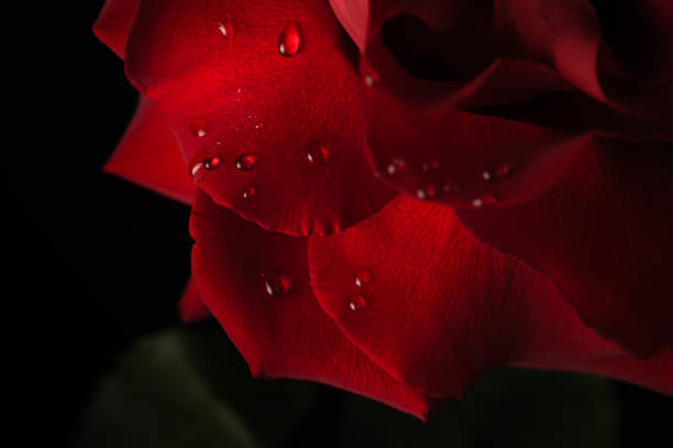 istock Close Up Of Dew Droplets On Red Rose 1305593492