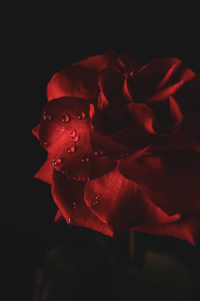 istock Close Up Of Dew Droplets On Red Rose 1305593580