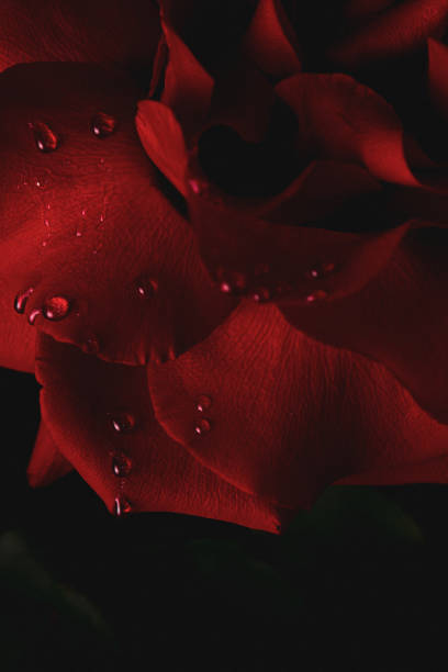 istock Close Up Of Dew Droplets On Red Rose 1305593602