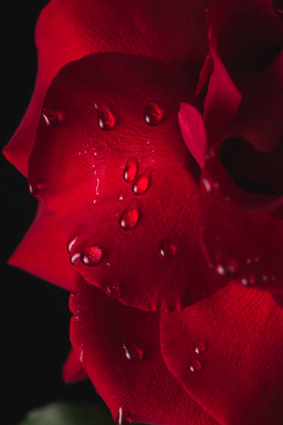 istock Close Up Of Dew Droplets On Red Rose 1305593605