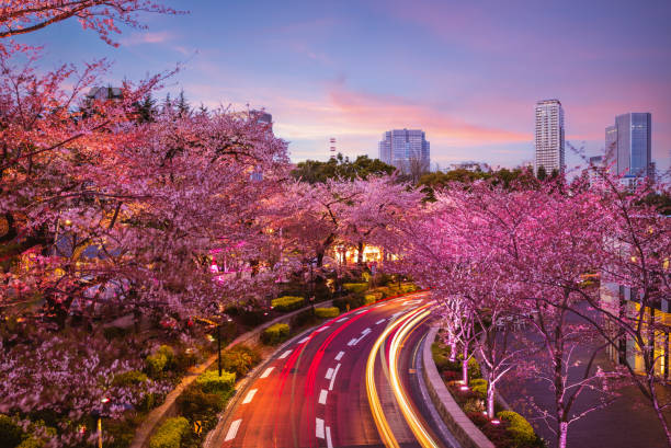 tokyo midtown at night night view of tokyo midtown in roppongi, japan tokyo sakura stock pictures, royalty-free photos & images