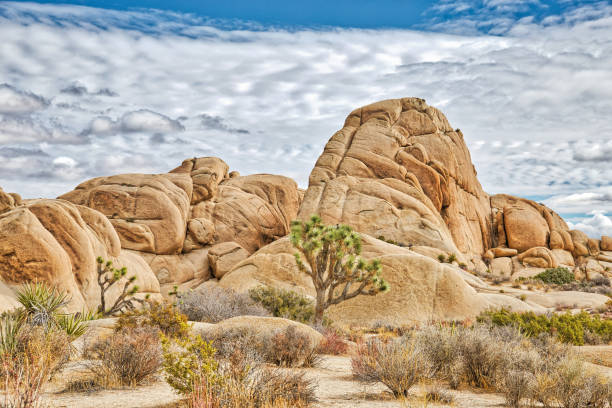 istock Joshua Tree and Rocks at Joshua Tree National Park 1305593851