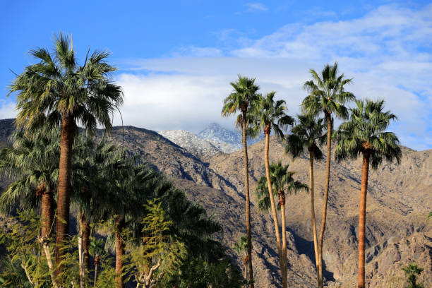 istock Palm trees at Palm Springs, California 1305594637