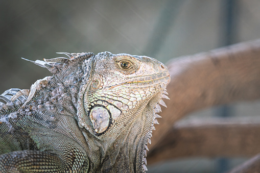 A large iguana in gray color skin during stay on the tree's branch, Animal portrait photo, eye selective focus.