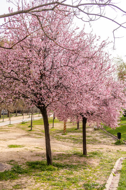 istock Cherry blossom, sakura flowers in a park in Madrid 1305597883